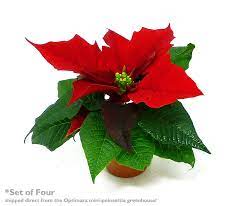 Mini Poinsettia 1 ea