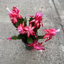 Zygo Cactus 4 Inch 1 ea