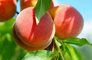 BC Peaches 2L [2 ltr]