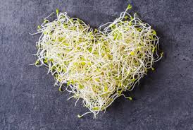 Alfalfa Sprouts 130gr