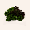 Living Multileaf Trio