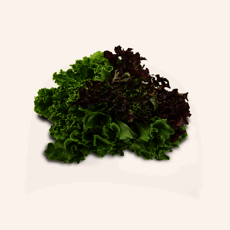 Living Multileaf Trio