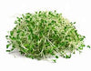 Alfalfa Sprouts 100g [100 g]