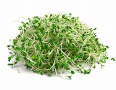 Alfalfa Sprouts 100g [100 g]