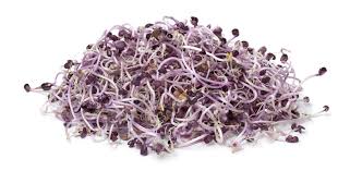 FrshLeafAlfalfa&RadishSprouts [100g]