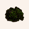 LivgRedBataviaLettuce [1 ea]