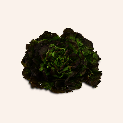 LivgRedBataviaLettuce [1 ea]