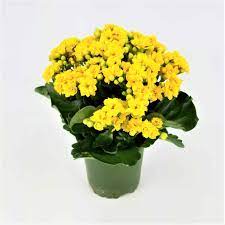 Kalanchoe 4 inch